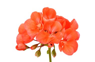 Beyaz arka planda izole edilmiş yumuşak sardunya çiçeği.