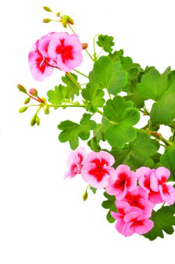 Beyaz arka planda izole edilmiş yumuşak sardunya çiçeği.