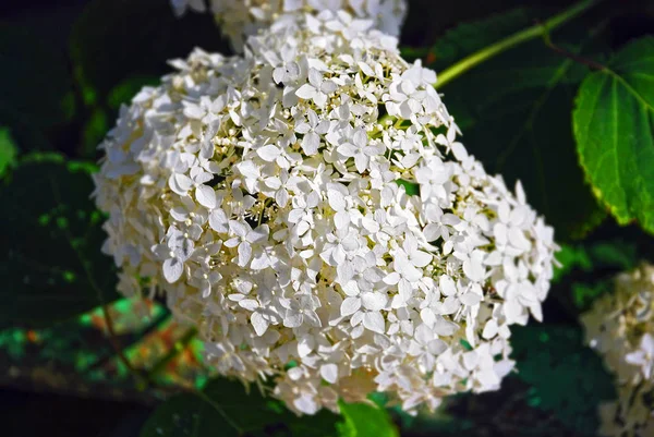 Piękna Świeża Roślina Hortensji Wiejskim Kwietniku — Zdjęcie stockowe