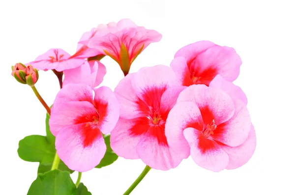 Balmy Geranium Blomma Isolerad Vit Bakgrund — Stockfoto