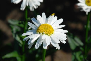 Kırsal çiçek tarhında güzel taze papatya çiçeği