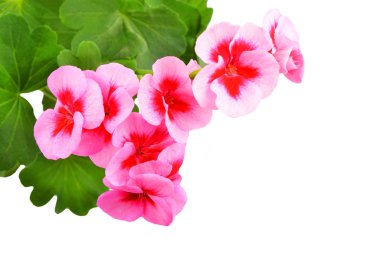 Beyaz arka planda izole edilmiş yumuşak sardunya çiçeği.