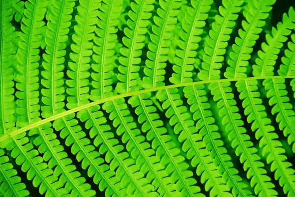 Зеленые Кронштейны Пышный Папоротник Растет Лесу — стоковое фото