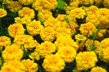 Tagetes çiçek flowerbed taze çatlak çiçeği ile