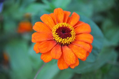 Kırsal çiçek tarhında güzel taze zinnia çiçeği