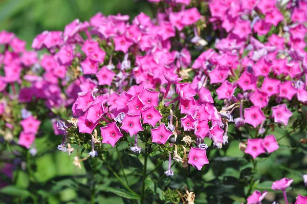 Withered pink phlox plant in rural flowerbed