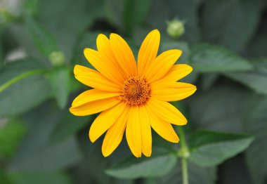 Helianthus tuberosus L. veya girasol, Kudüs Enginarı (Toprak Elması))