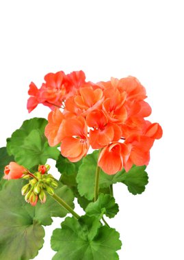 Beyaz arka planda izole edilmiş yumuşak sardunya çiçeği.