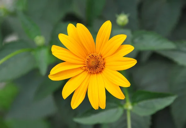 Helianthus Tuberosus Girasol Alcachofra Jerusalém Terra Apple — Fotografia de Stock