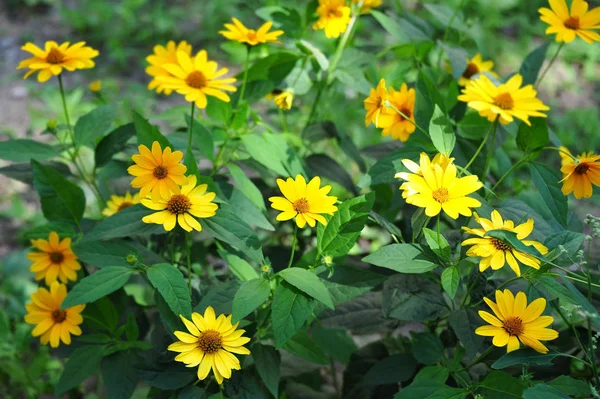 Helianthus Tuberosus Girasol Alcachofra Jerusalém Terra Apple — Fotografia de Stock