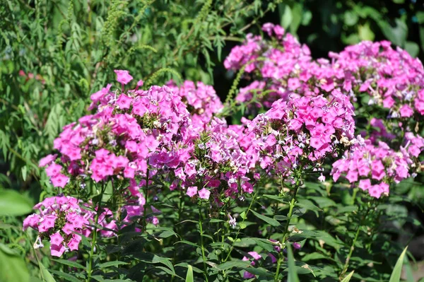 Withered pink phlox plant in rural flowerbed