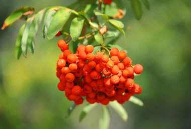Çilek, dağ ağacı (Sorbus) olgun dutlu