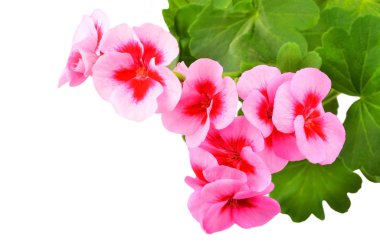 Beyaz arka planda izole edilmiş yumuşak sardunya çiçeği.