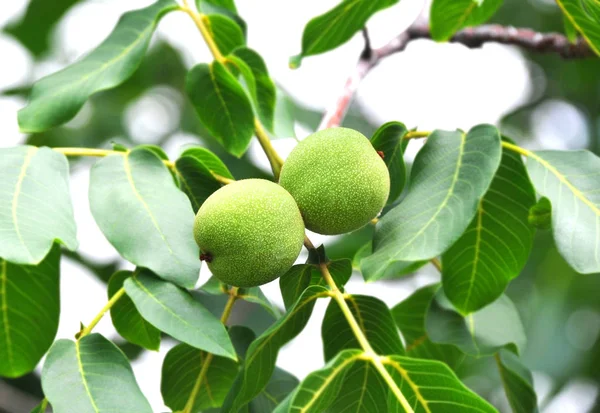 Walnut Tree Juglans Regia Branch Fruit — Stock Photo, Image