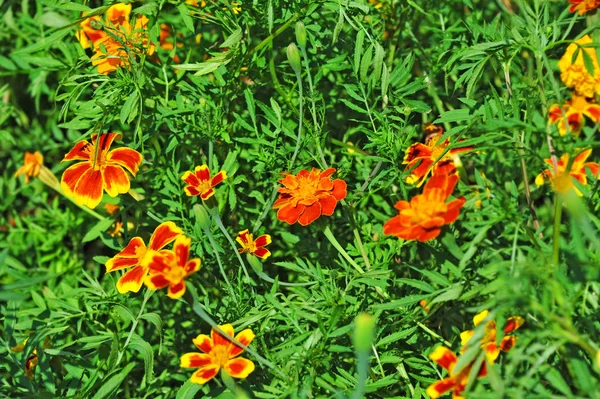 Tagetes Flor Canteiro Flores Com Flor Fresca Bálsamo — Fotografia de Stock