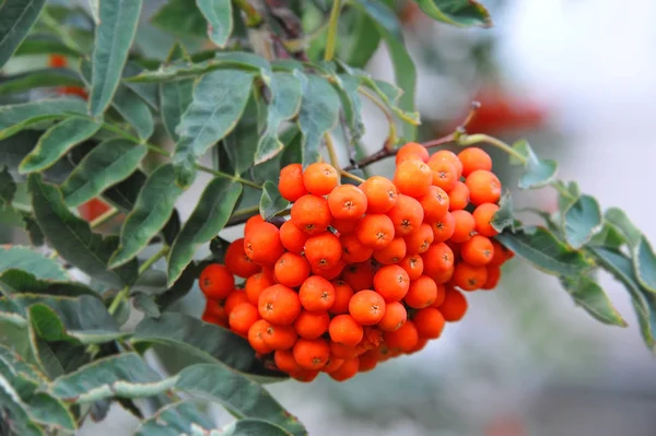 Ягоды Рябины Рябина Sorbus Дерево Спелыми Ягодами — стоковое фото