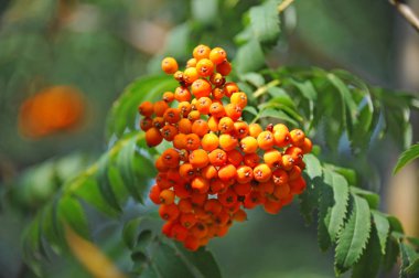 Çilek, dağ ağacı (Sorbus) olgun dutlu