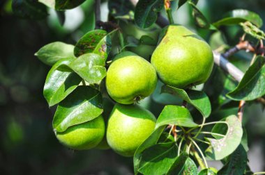 Olgun armut ağacının dalını üzerinde