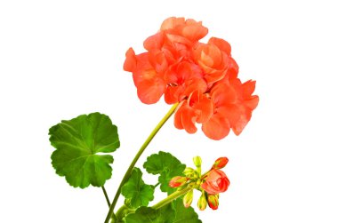 Beyaz arka planda izole edilmiş yumuşak sardunya çiçeği.