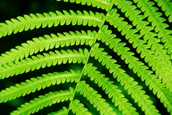 Зеленые Кронштейны Пышный Папоротник Растет Лесу — стоковое фото