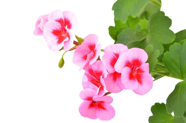 Balmy Geranium Blume Isoliert Auf Weißem Hintergrund — Stockfoto