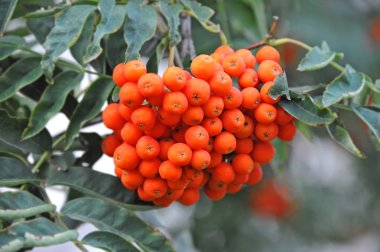 Çilek, dağ ağacı (Sorbus) olgun dutlu