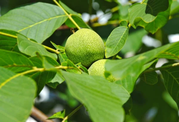 Walnut Tree Juglans Regia Met Fruit — Stockfoto