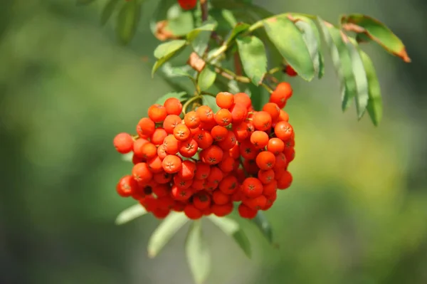 Rowan Bessen Mountain Ash Sorbus Boom Met Rijpe Bes — Stockfoto