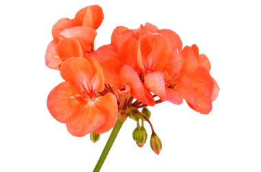 Beyaz arka planda izole edilmiş yumuşak sardunya çiçeği.