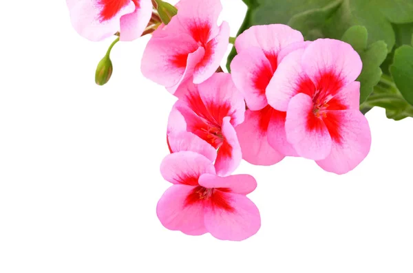Balzámy Geranium Květina Izolované Bílém Pozadí — Stock fotografie