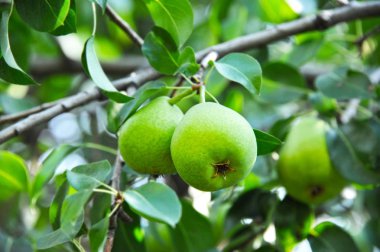 Olgun armut ağacının dalını üzerinde