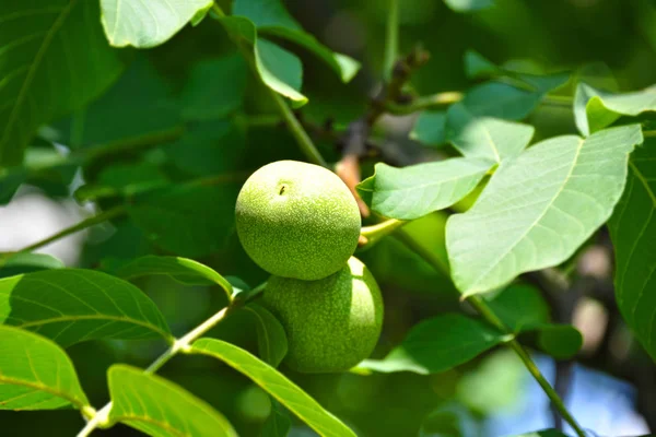 Walnut Tree Juglans Regia Branch Fruit — Stock Photo, Image