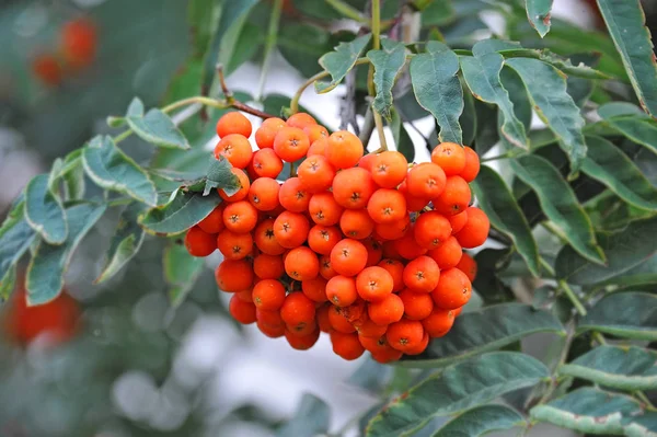 Jagody Rowan Jesion Górski Sorbus Jagodami Dojrzałymi — Zdjęcie stockowe