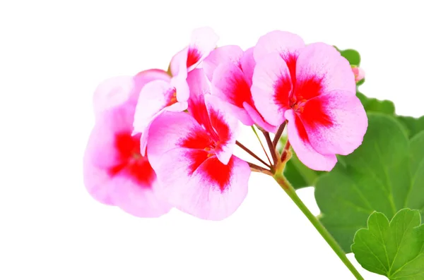 Balmy Geranium Flower Isolated White Background Stock Photo