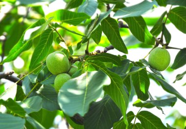 Ceviz ağacı (Juglans regia) meyveli