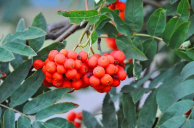 Çilek, dağ ağacı (Sorbus) olgun dutlu