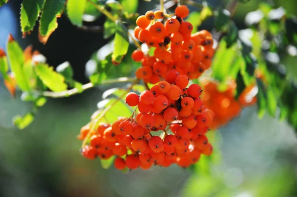 Bagas Rowan Cinza Montanha Sorbus Árvore Com Baga Madura — Fotografia de Stock