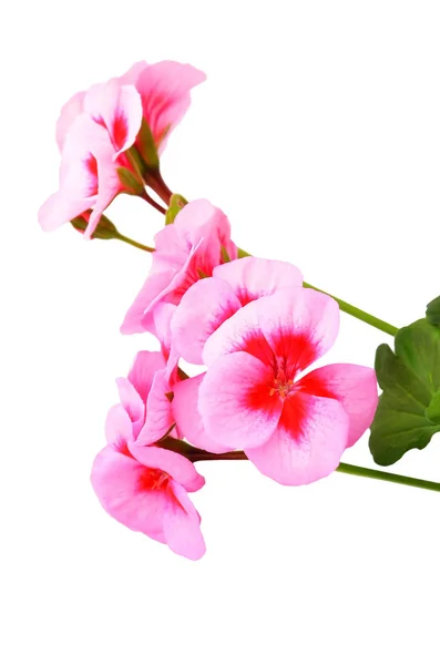 Balmy Geranium Blume Isoliert Auf Weißem Hintergrund — Stockfoto