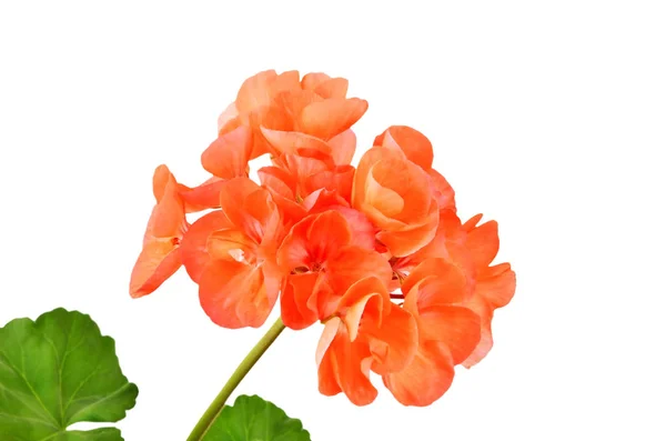 Balmy Geranium Flower Isolated White Background — Stock Photo, Image