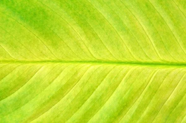 Close Green Dieffenbachia Leaf Natural Background Stock Picture