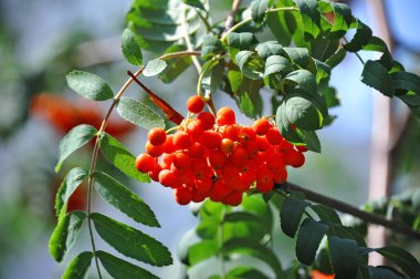 Çilek, dağ ağacı (Sorbus) olgun dutlu