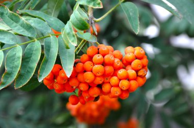 Çilek, dağ ağacı (Sorbus) olgun dutlu