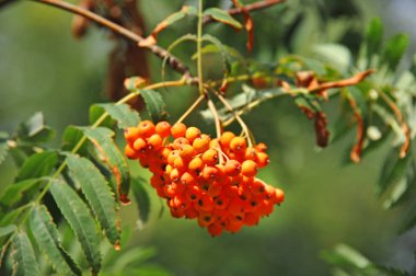 Çilek, dağ ağacı (Sorbus) olgun dutlu