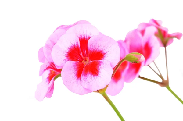 Balmy Geranium Flower Isolated White Background — Stock Photo, Image