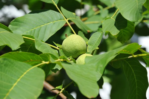 Tak Van Notenboom Juglans Regia Met Vruchten — Stockfoto