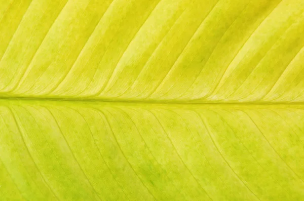 Крупный План Желтого Листа Диффенбахии Естественного Фона — стоковое фото