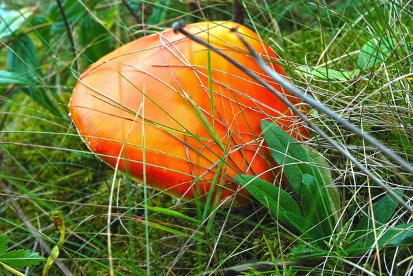 Amanita Muscaria Grzybowym Trawie Lasów — Zdjęcie stockowe