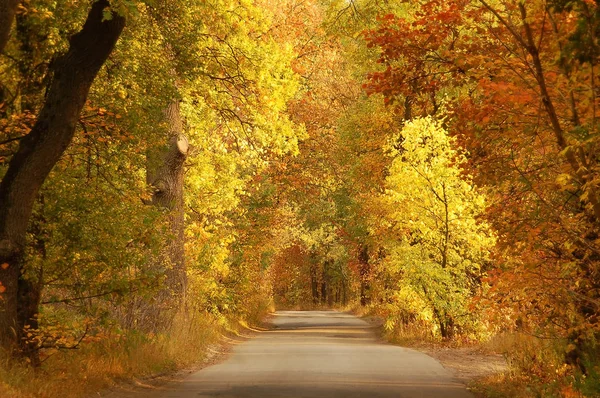 Percorso Nella Foresta Autunno Tra Albero Giallo — Foto Stock