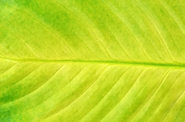Крупный План Зеленого Листа Диффенбахии Естественного Фона — стоковое фото