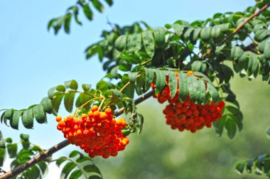 Çilek, dağ ağacı (Sorbus) olgun dutlu